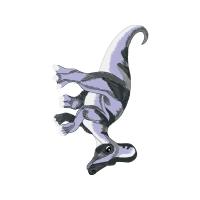 Peregrine Falcon Animals