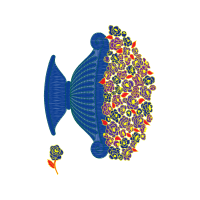 Pomacentridae Animals