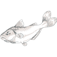 Pomacentridae Animals