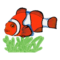 Pomacentridae Animals