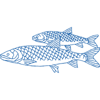 Pomacentridae Animals