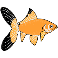 Pomacentridae Animals