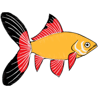 Pomacentridae Animals