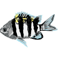 Pomacentridae Animals