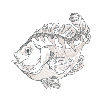 Pomacentridae Animals