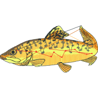 Pomacentridae Animals