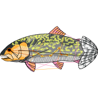 Pomacentridae Animals