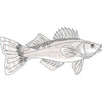 Pomacentridae Animals