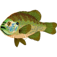 Pomacentridae Animals