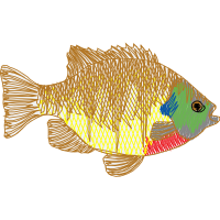 Pomacentridae Animals