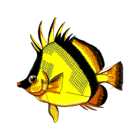 Pomacentridae Animals Pomacentridae Animals