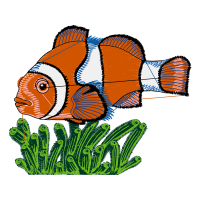 Pomacentridae Animals