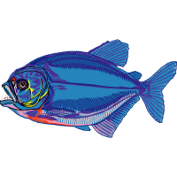 Pomacentridae Animals