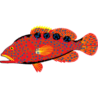 Pomacentridae Animals