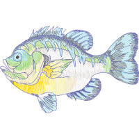 Pomacentridae Animals