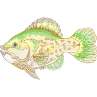 Pomacentridae Animals