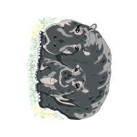 Prairie Vole Animals