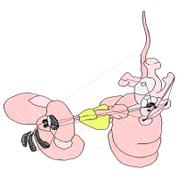 Pull Fish Out Of Water Animals