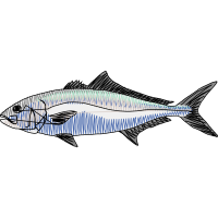 Ray Finned Fishes Animals