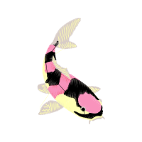 Sea Lions Animals Sea Lions Animals