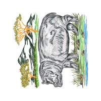 Sea Snail Animals Sea Snail Animals