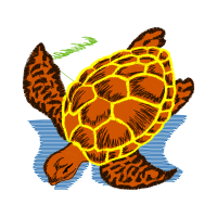 Sea Turtles Animals Sea Turtles Animals