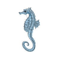 Seahorses Animals Seahorses Animals