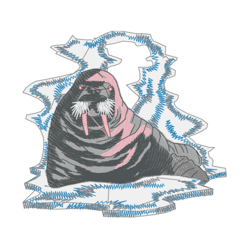 Short Beaked Common Dolphin Animals Short Beaked Common Dolphin Animals