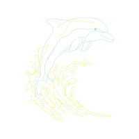 Short Beaked Common Dolphin Animals