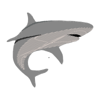 Short Beaked Common Dolphin Animals