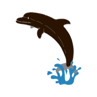 Short Beaked Common Dolphin Animals