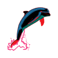 Short Beaked Common Dolphin Animals