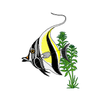 Short Beaked Common Dolphin Animals Short Beaked Common Dolphin Animals