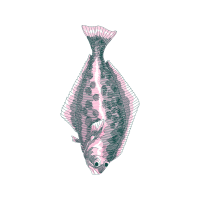 Sketch Animals Sketch Animals