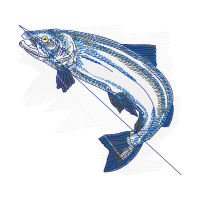 Sketch Animals Sketch Animals