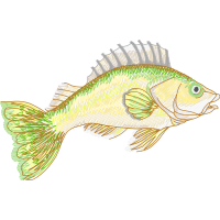 Snapper Animals Snapper Animals