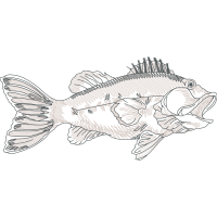 Snapper Animals Snapper Animals