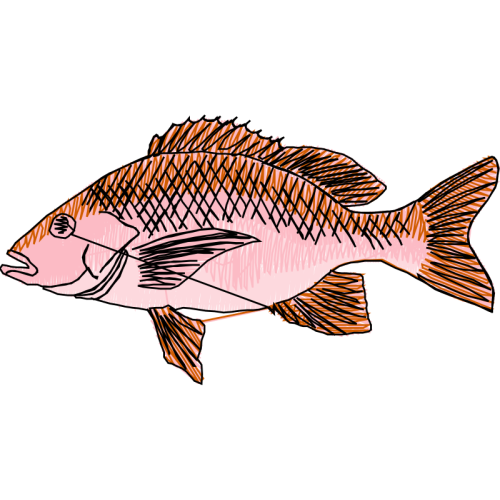 Snapper Animals Snapper Animals