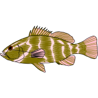 Snapper Animals Snapper Animals