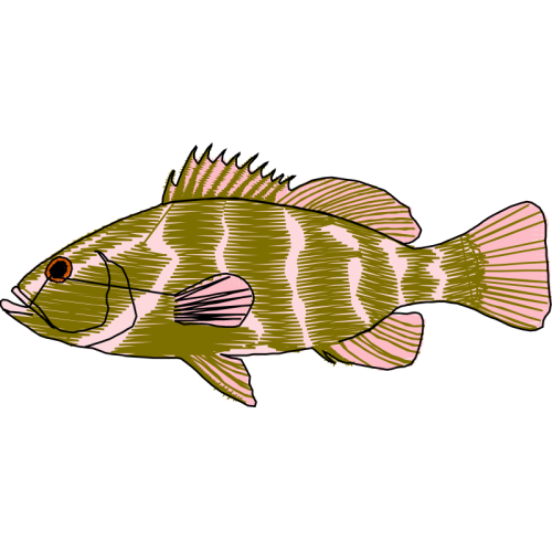 Snapper Animals Snapper Animals