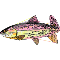 Snapper Animals Snapper Animals