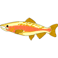 Snapper Animals Snapper Animals