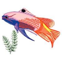 Snapper Animals Snapper Animals