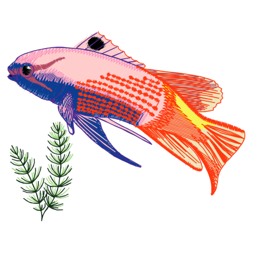 Snapper Animals Snapper Animals