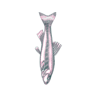 Snapper Animals Snapper Animals