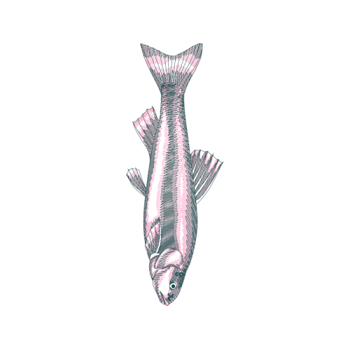 Snapper Animals Snapper Animals