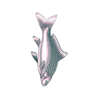 Snapper Animals Snapper Animals