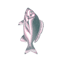 Snapper Animals Snapper Animals