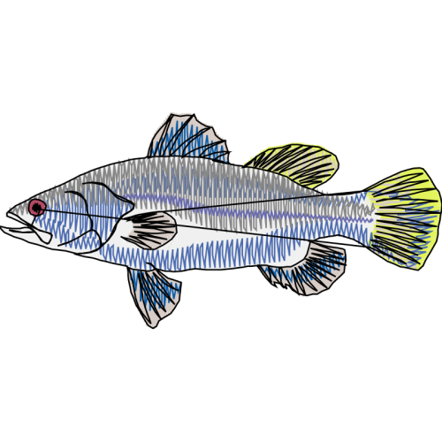 Snapper Animals Snapper Animals