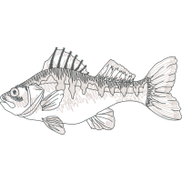 Snapper Animals Snapper Animals